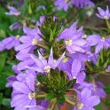 Scaevola aemula 'Safira'